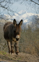 Âne - Mt Blanc