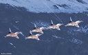 Patrouille Suisse