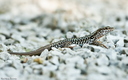 Lézard