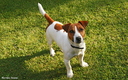 Jack russel - Darling