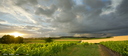 Vigne et Orage