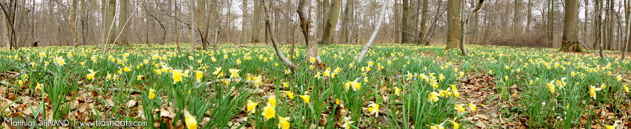 Jonquilles