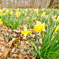 Jonquilles