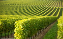 Cognac Vineyard