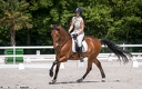 Dressage