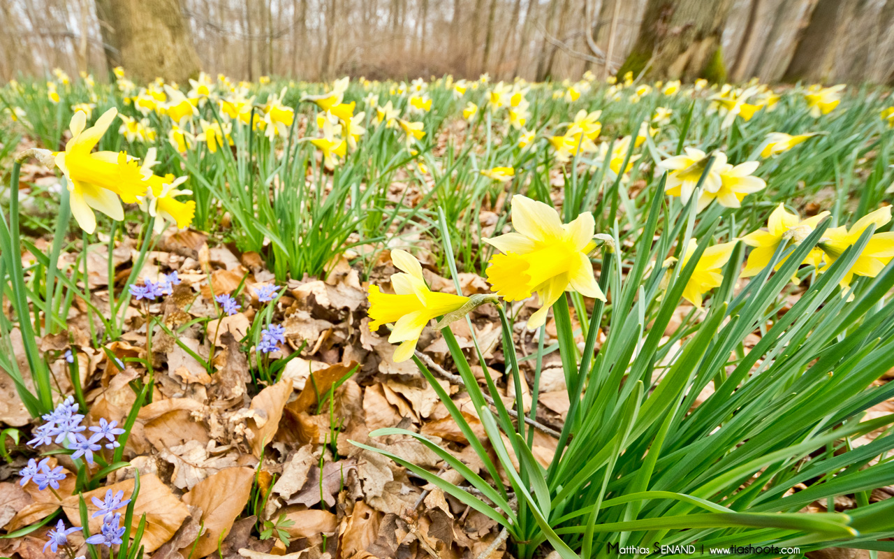 Jonquilles