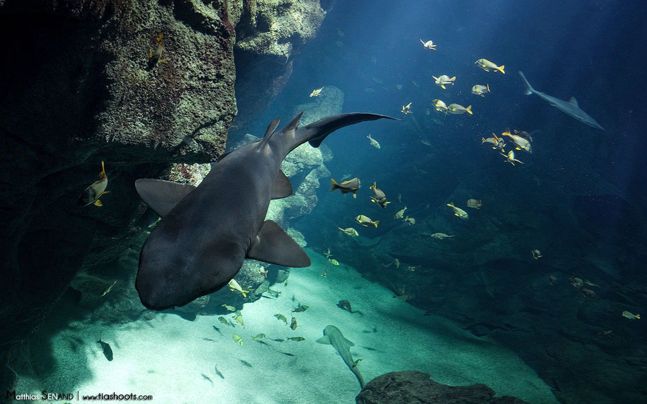 Aquarium La Rochelle